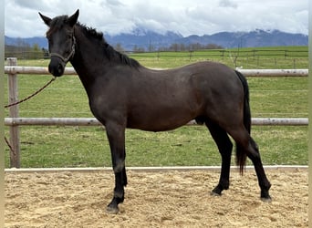 Caballo Leonharder, Caballo castrado, 3 años, 155 cm, Negro