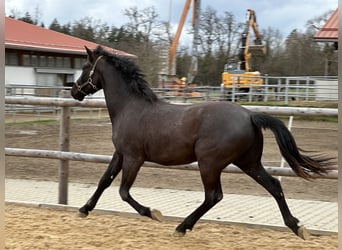 Caballo Leonharder, Caballo castrado, 3 años, 155 cm, Negro