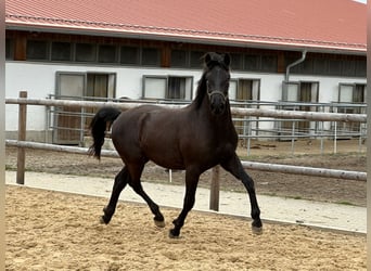 Caballo Leonharder, Caballo castrado, 3 años, 155 cm, Negro