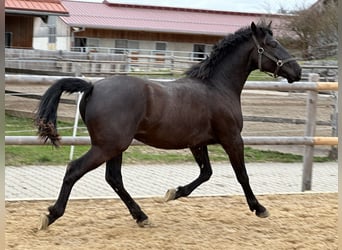 Caballo Leonharder, Caballo castrado, 3 años, 155 cm, Negro