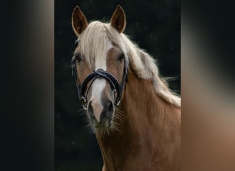 Caballo Leonharder, Caballo castrado, 6 años, 150 cm, Alazán