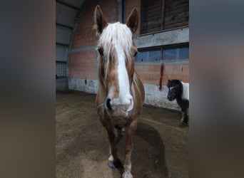 Caballo Leonharder, Caballo castrado, 7 años, 149 cm, Alazán