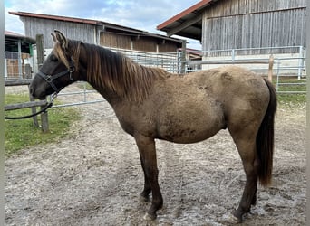Caballo Leonharder, Semental, 1 año, 143 cm, Bayo