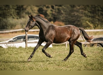 Caballo Leonharder, Semental, 1 año, 145 cm, Castaño oscuro