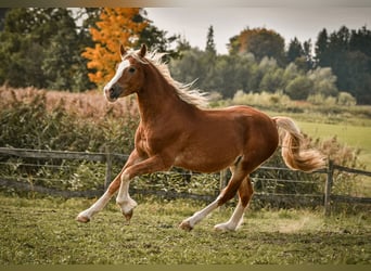 Caballo Leonharder, Semental, 2 años, 143 cm, Alazán