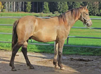 Caballo Leonharder, Semental, 2 años, 152 cm, Bayo