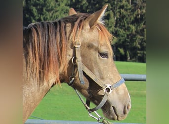 Caballo Leonharder, Semental, 2 años, 152 cm, Bayo