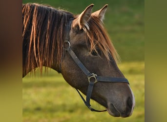 Caballo Leonharder, Semental, 2 años, 152 cm, Bayo