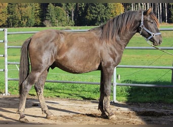 Caballo Leonharder, Semental, 2 años, 152 cm, Castaño