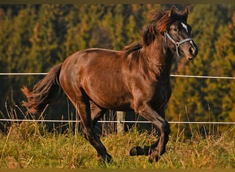 Caballo Leonharder, Semental, 2 años, 152 cm, Castaño