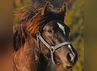 Caballo Leonharder, Semental, 2 años, 152 cm, Castaño