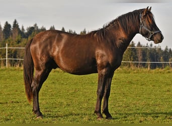 Caballo Leonharder, Semental, 2 años, 152 cm, Castaño