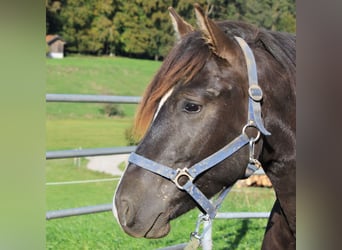 Caballo Leonharder, Semental, 2 años, 152 cm, Castaño