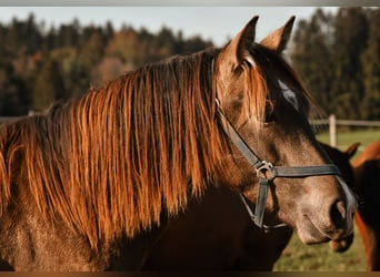 Caballo Leonharder, Semental, 2 años, 158 cm, Bayo