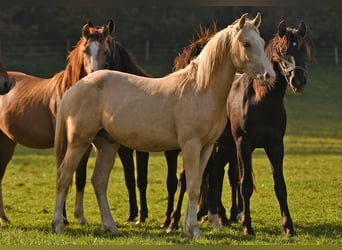 Caballo Leonharder, Semental, 2 años, 158 cm, Palomino