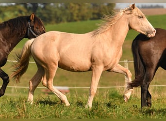 Caballo Leonharder, Semental, 2 años, 158 cm, Palomino