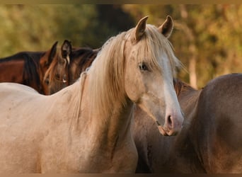 Caballo Leonharder, Semental, 2 años, 158 cm, Palomino