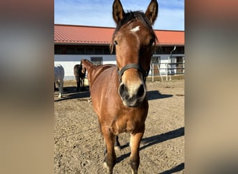 Caballo Leonharder, Semental, 2 años, 160 cm, Castaño