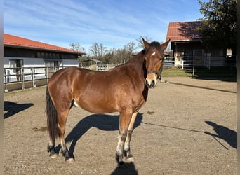 Caballo Leonharder, Semental, 2 años, 160 cm, Castaño