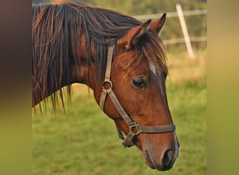 Caballo Leonharder, Semental, 2 años, 160 cm, Castaño