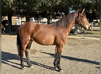 Caballo Leonharder, Semental, 2 años, 160 cm, Castaño