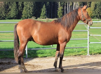 Caballo Leonharder, Semental, 2 años, 160 cm, Castaño