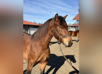 Caballo Leonharder, Semental, 2 años, 160 cm, Castaño