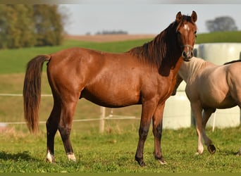 Caballo Leonharder, Semental, 2 años, 160 cm, Castaño