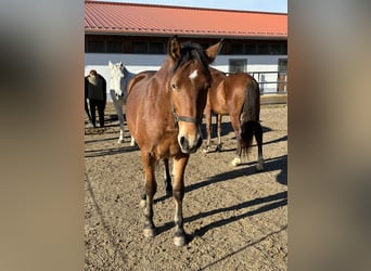 Caballo Leonharder, Semental, 2 años, 160 cm, Castaño