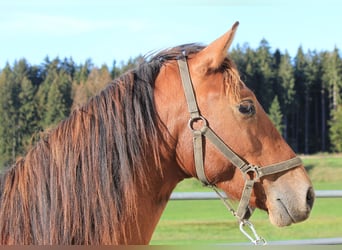 Caballo Leonharder, Semental, 2 años, 160 cm, Castaño