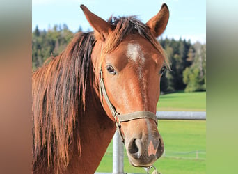 Caballo Leonharder, Semental, 2 años, 160 cm, Castaño