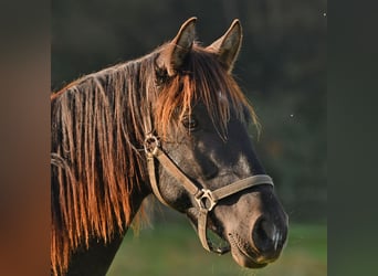 Caballo Leonharder, Semental, 2 años, 160 cm, Castaño oscuro