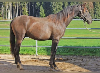 Caballo Leonharder, Semental, 2 años, 160 cm, Castaño oscuro