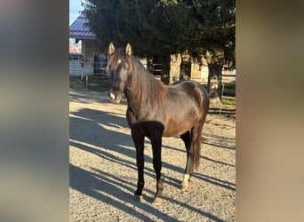 Caballo Leonharder, Semental, 2 años, 160 cm, Castaño oscuro