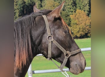 Caballo Leonharder, Semental, 2 años, 160 cm, Castaño oscuro