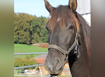 Caballo Leonharder, Semental, 2 años, 160 cm, Castaño oscuro