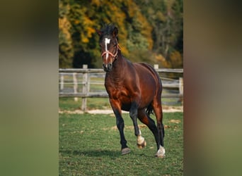 Caballo Leonharder, Semental, 3 años, 150 cm, Castaño