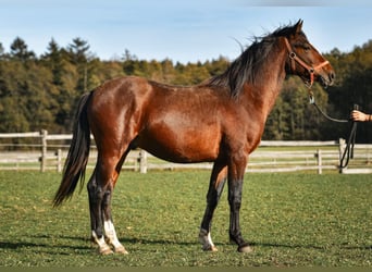 Caballo Leonharder, Semental, 3 años, 150 cm, Castaño