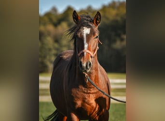 Caballo Leonharder, Semental, 3 años, 150 cm, Castaño