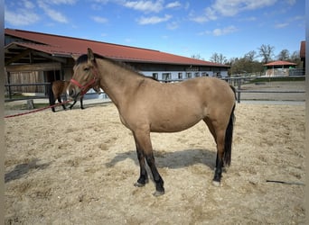 Caballo Leonharder, Yegua, 3 años, 147 cm, Castaño claro