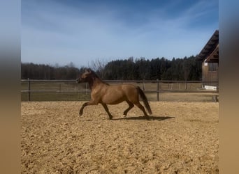 Caballo Leonharder, Yegua, 3 años, 147 cm, Castaño claro