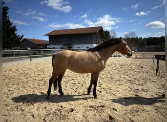 Caballo Leonharder, Yegua, 3 años, 147 cm, Castaño claro