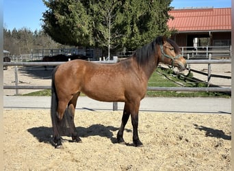 Caballo Leonharder, Yegua, 3 años, 147 cm, Castaño