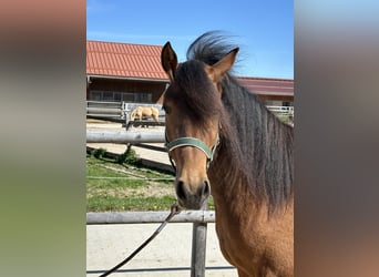 Caballo Leonharder, Yegua, 3 años, 147 cm, Castaño