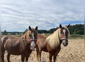 Caballo Leonharder, Yegua, 3 años, 150 cm, Alazán