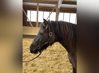 Caballo Leonharder, Yegua, 3 años, 150 cm, Bayo