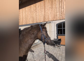 Caballo Leonharder, Yegua, 3 años, 150 cm, Bayo