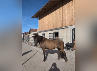 Caballo Leonharder, Yegua, 3 años, 150 cm, Bayo