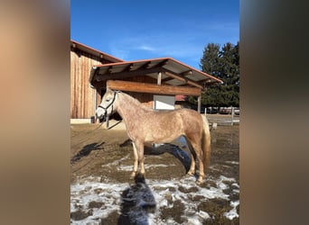 Caballo Leonharder, Yegua, 3 años, 151 cm, Tordo
