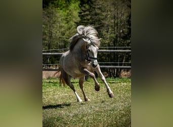 Caballo Leonharder, Yegua, 3 años, 151 cm, Tordo